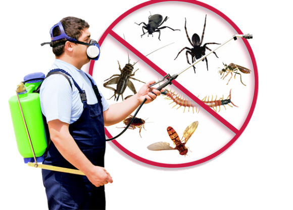 Insecticide Service